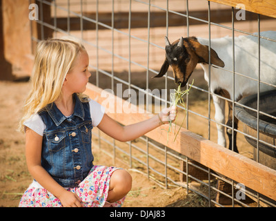 Caucasian girl feeding goat on farm Stock Photo