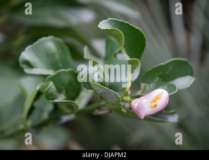 Lemon flower on a tree in October. Stock Photo