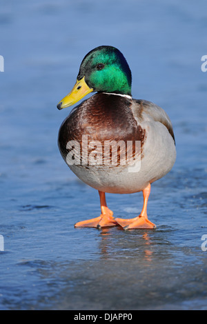 Mallard (Anas platyrhynchos), drake, standing on a frozen pond, Thuringia, Germany Stock Photo