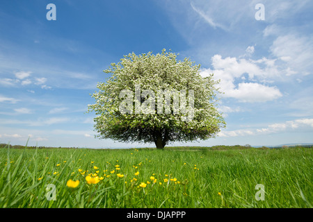 Solitary Pear Tree (Pyrus communis) in blossom on a meadow, Thuringia, Germany Stock Photo