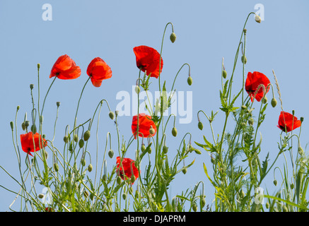 Corn Poppy or Common Poppy (Papaver rhoeas), flowers, Thuringia, Germany Stock Photo