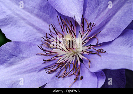 Stamens of a Clematis (Clematis), hybrid, Bavaria, Germany Stock Photo