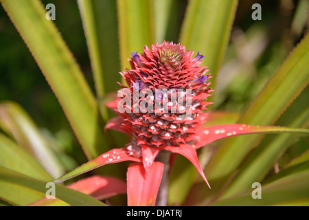 Pineapple (Ananas comosus), plant with flower, Banana Islands, Sierra Leone Stock Photo