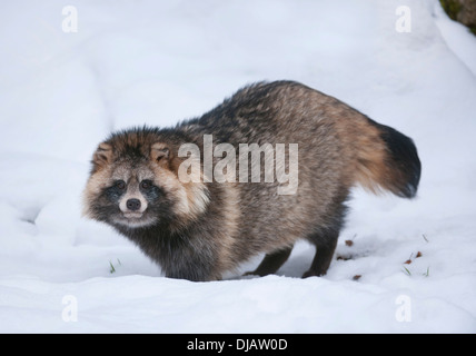 Raccoon Dog or Tanuki (Nyctereutes procyonoides) standing in the snow, Baden-Wuerttemberg, Germany Stock Photo