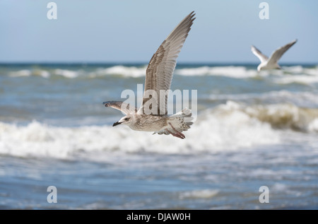 Herring Gulls (Larus argentatus) in flight, Mecklenburg-Western Pomerania, Germany Stock Photo
