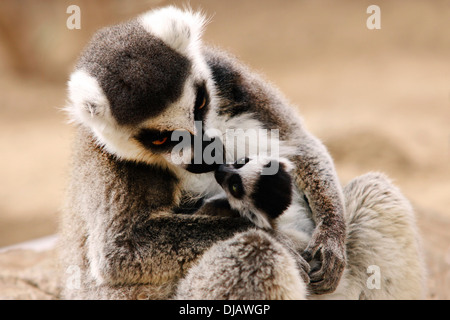 Ring-tailed Lemurs (Lemur catta) with young, at the zoo, Salzburg, Austria Stock Photo
