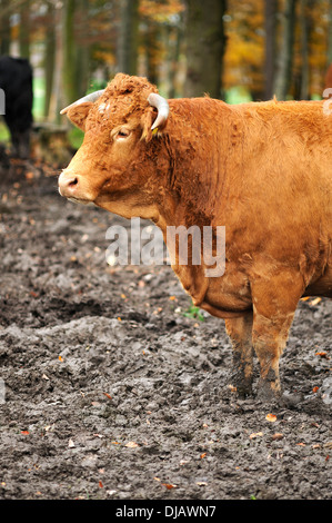 Red-brown cow, crossing between Limousin and Simmental, standing in the mud, Bavaria, Germany Stock Photo