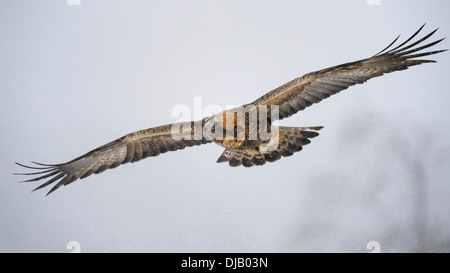 Golden Eagle (Aquila chrysaetos) in flight during snowfall, Oulanka National Park, Kuusamo, Lapland, Finland Stock Photo