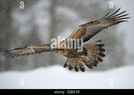 Golden Eagle (Aquila chrysaetos) in flight during snowfall, Oulanka National Park, Kuusamo, Lapland, Finland Stock Photo