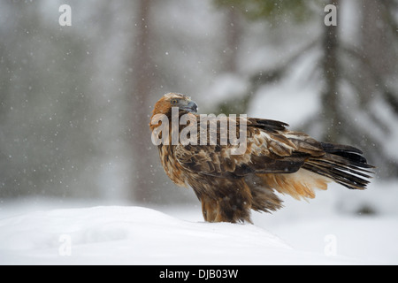 Golden Eagle (Aquila chrysaetos) standing in deep snow during snowfall, Oulanka National Park, Kuusamo, Lapland, Finland Stock Photo
