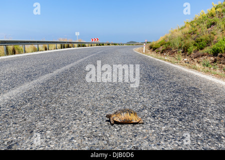 Spur-thighed tortoise (Testudo graeca) on road, Gazipasa, Antalya province, Turkey Stock Photo