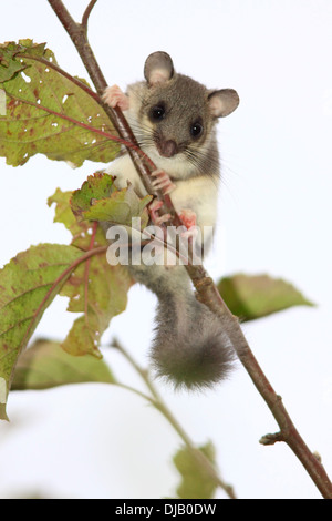 Edible dormouse (Glis glis) on an apple branch, Hesse, Germany Stock Photo
