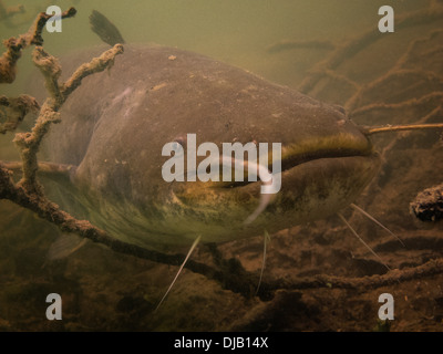 Wels catfish (Silurus glanis) in Lake Ossiach, Villach, Carinthia, Austria Stock Photo