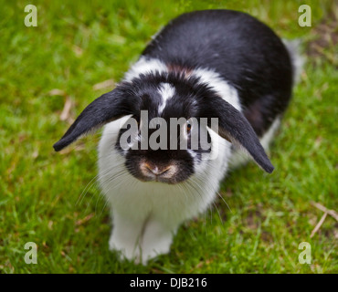 Dwarf Lop Eared Rabbit Stock Photo