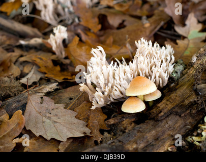 Clavulina coralloides aka Clavulina cristata. White coral aka Crested coral fungus. Stock Photo