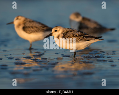 Sanderlings (Calidris alba), North Holland, Netherlands Stock Photo