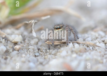 Gold eyes jumping spider (Philaeus chrysops), female, Brandenburg, Germany Stock Photo