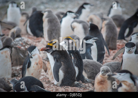 A pair of Macaroni Penguins (Eudyptes chrysolophus) breeds in a colony of Chinstrap penguins (Pygoscelis antarctica) Stock Photo