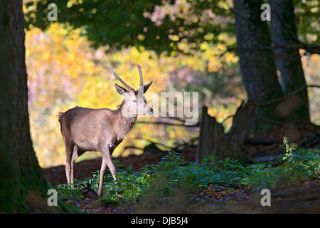 Red Deer (Cervus elaphus), young male, outdoor enclosure, Bavarian Forest National Park, Bavaria, Germany