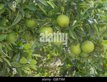 Grapefruits ripening on the tree, October. Stock Photo