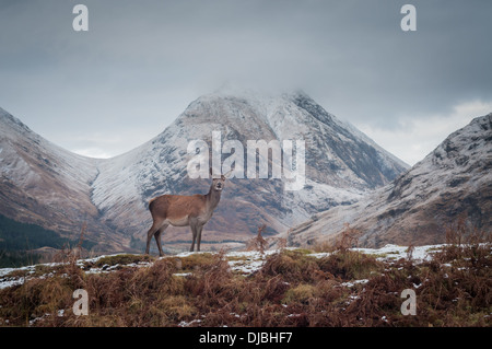 Inquisitive deer in Glen Etive, Scottish Highlands, Scotland Stock Photo