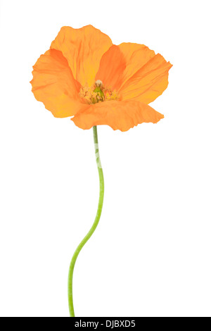 Welsh poppy flower isolated on white background with shallow depth of field. Stock Photo