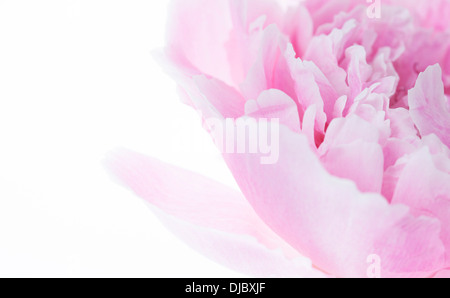 Pink Peony Flower isolated on white background with shallow depth of field and soft focus the petals of the flower.