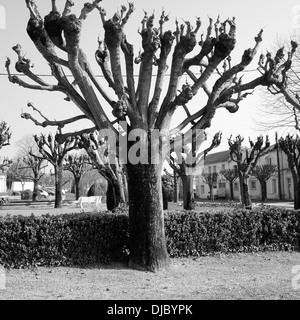 Saint-Jean-d’Angély is a market town on the River Boutonne in the Charente Maritime department of Poitou Charente, in France. Stock Photo