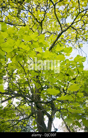 CATALPA SPECIOSA Stock Photo