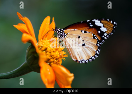 Monarch Butterfly Drinking Nectar on Purple Flowers Stock Photo