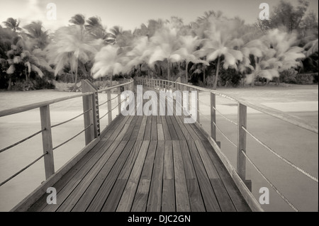 Boardwalk into palm trees blowing in the wind. French Polynesia Stock Photo