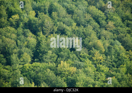 Deciduous beech forest canopy as seen from above in summer in Germany Stock Photo