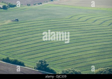 Tractor turning grass to make hay in summer Stock Photo