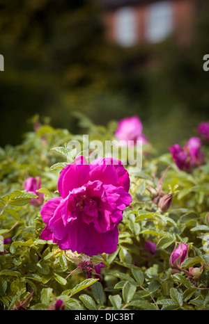 Rose Roserie de L'Haye flowering in an English garden in June Stock Photo