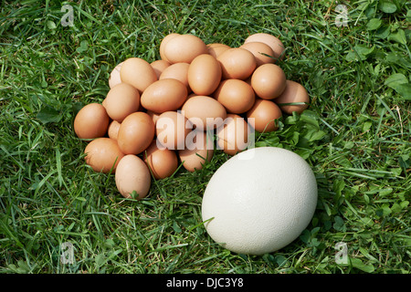 Chiken and ostrich eggs on grass Stock Photo