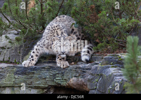 Snow Leopard cub 7 months old. Stock Photo