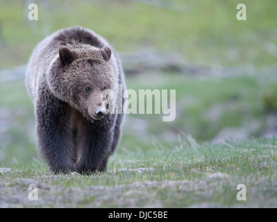A female grizzly bear (Ursus arctos) in Yellowstone National Park, Wyoming Stock Photo