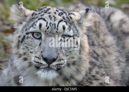 Snow Leopard cub 7 months old. Stock Photo