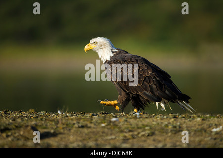 USA, Alaska, Katmai National Park, Bald Eagle (Haliaeetus leucocephalus) walking along salmon spawning stream Stock Photo