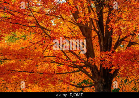 Detail photograph of an oak tree displaying bright fall foliage. Stock Photo