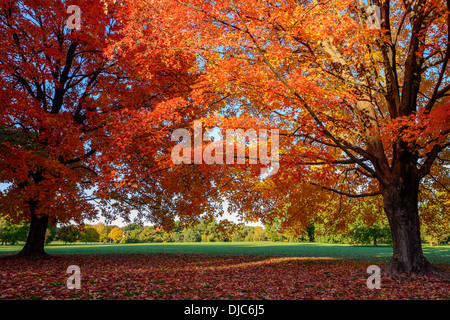 Photograph of two magnifient oak trees displaying bright fall foliage, photographed at sunrise. Stock Photo