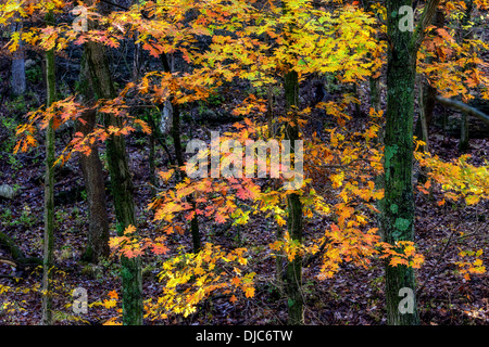 Photograph of a group of oak trees displaying vivid fall colors. Stock Photo