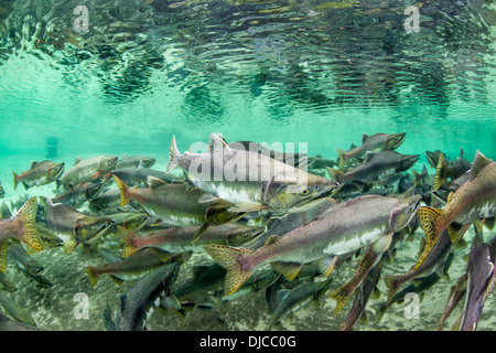 USA, Alaska, Katmai National Park, Underwater view of spawning Pink Salmon (Oncorhynchus gorbuscha) along Kuliak Bay Stock Photo