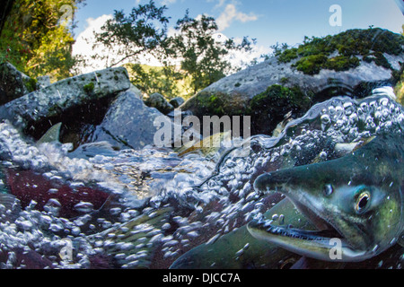 USA, Alaska, Katmai National Park, Underwater view of spawning Red Salmon (Oncorhynchus nerka) along Kuliak Bay Stock Photo