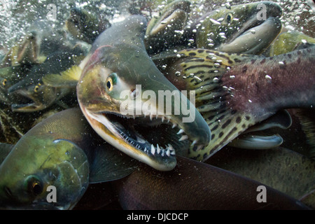 USA, Alaska, Katmai National Park, Underwater view of spawning Red Salmon (Oncorhynchus nerka) along Kuliak Bay Stock Photo