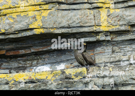 Ireland, County Clare, European shags on rock spur Stock Photo