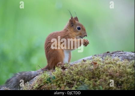 red squirrel, sciurus vulgaris, finland Stock Photo