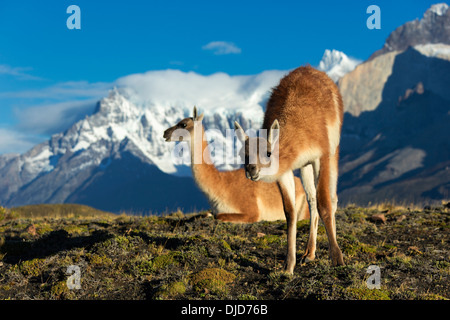 Two Guanacos(Lama guanicoe) on the hillside with Torres del Paine mountains in the background.Patagonia.Chile Stock Photo