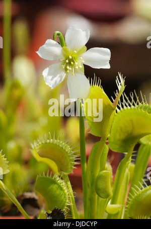 Venus Flytrap - Dionaea muscipula Leaves and flower Stock Photo