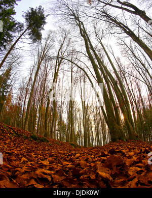 dense forest with many dried leaves photographed with fisheye lens in autumn Stock Photo